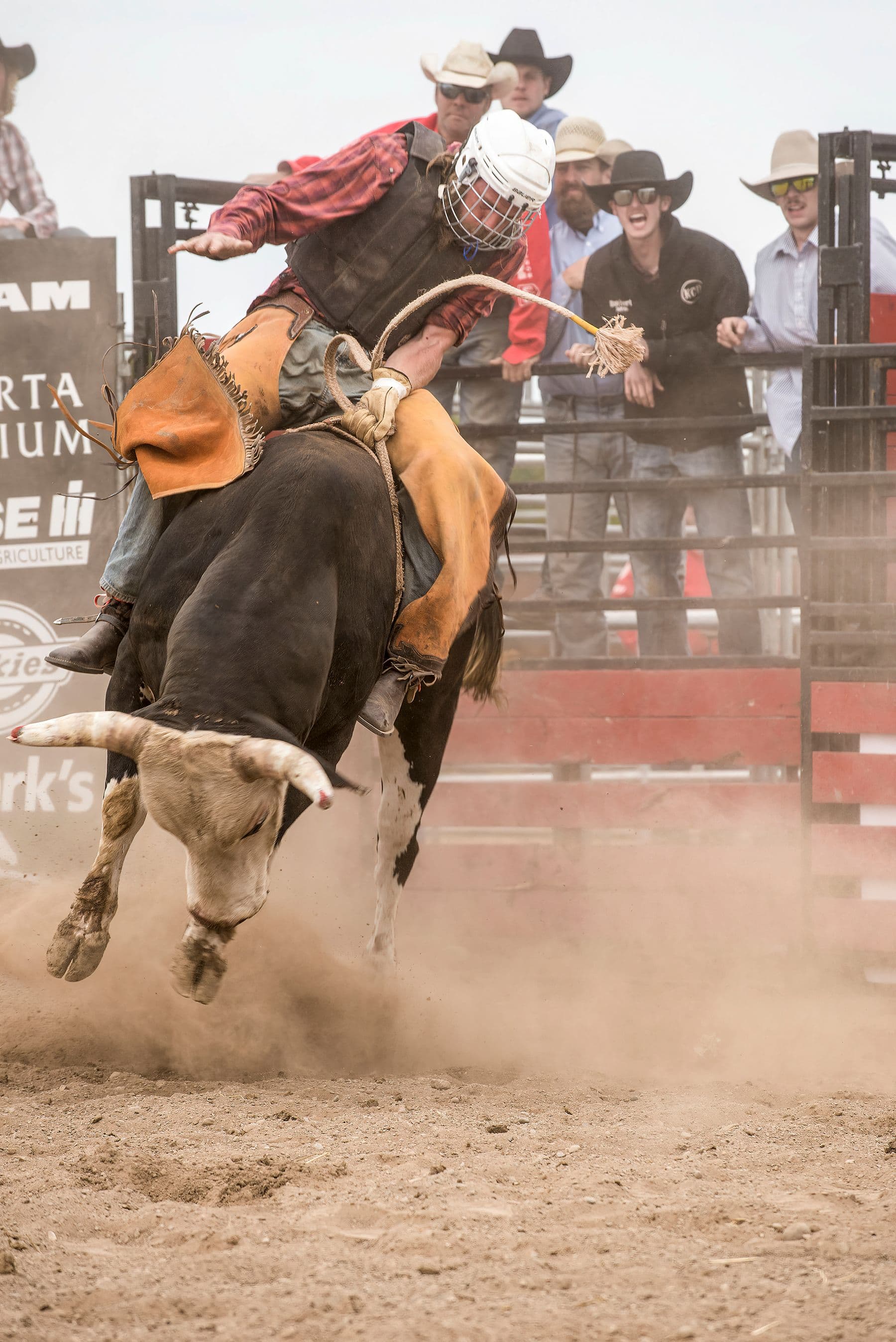 Gatesville Riding Club Rodeo: bull riding arena action.